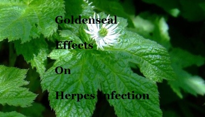 Goldenseal Effects On herpes 12