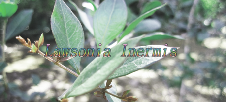 Lawsonia Inermis sds